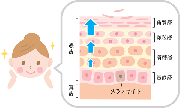 新しい肌を生み出すターンオーバー
