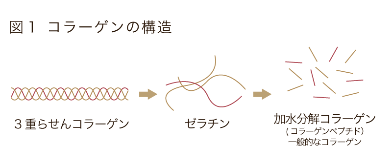 3重らせんコラーゲン
