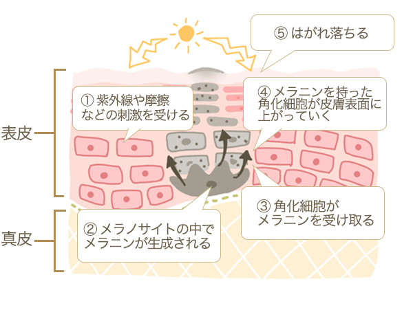 肌が黒くなる仕組み
