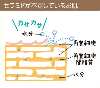 セラミドが不足しているお肌は、うるおいを保持できずカサカサに乾燥してしまいます。