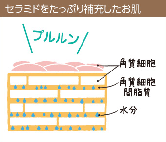 セラミドをたっぷり補充したお肌は、ぷるんとうるおいに満ちています。