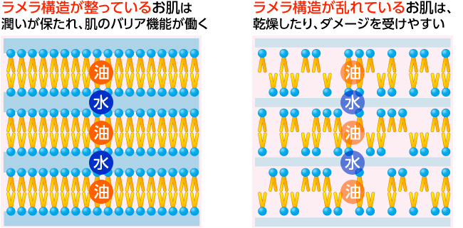 ラメラ構造が整っているお肌はうるおいが保たれ、肌のバリア機能が働きます。ラメラ構造が乱れているお肌は、乾燥したり、ダメージを受けやすくなります。