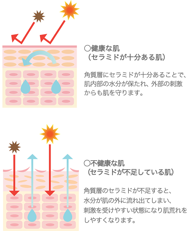 ○健康な肌（セラミドが十分ある肌）○不健康な肌（セラミドが不足している肌）