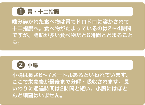 １．胃・十二指腸　２．小腸