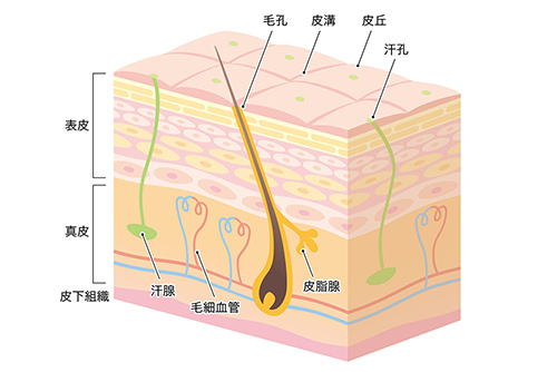 皮膚