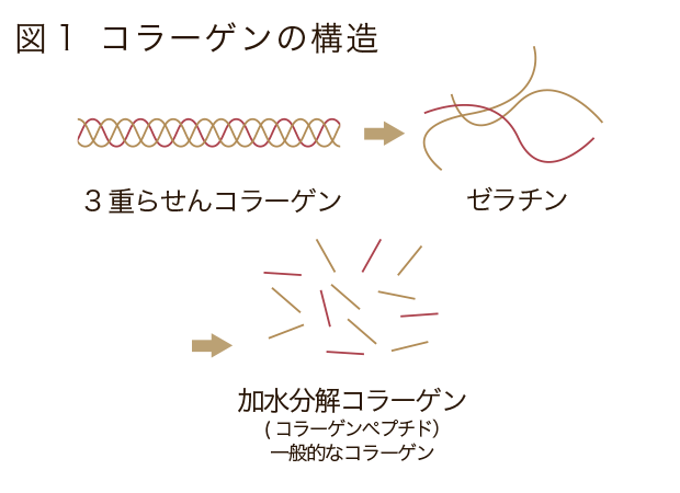 3重らせんコラーゲン