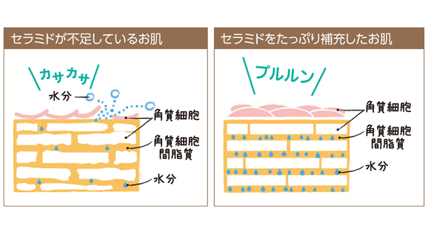 セラミドが不足しているお肌 セラミドをたっぷり補充したお肌