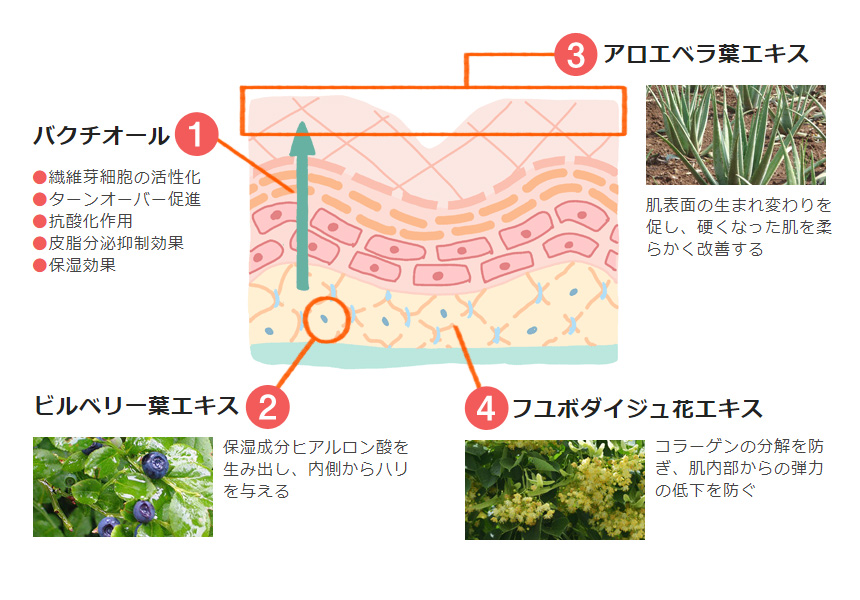 ハリ、弾力、レチノール以上のエイジング効果