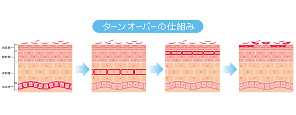 ターンオーバーの仕組み